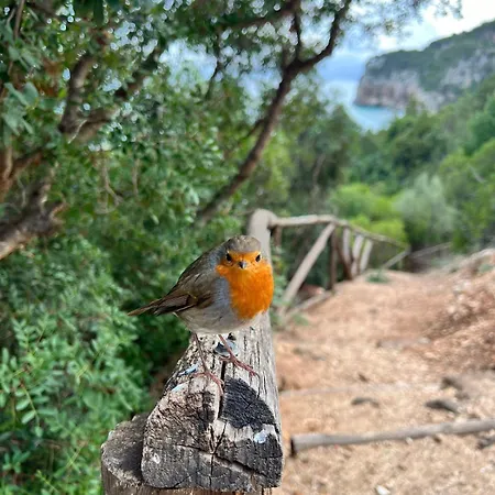 Lägenhet Casa Su Romasinarzu - Iun S3816 Cala Gonone