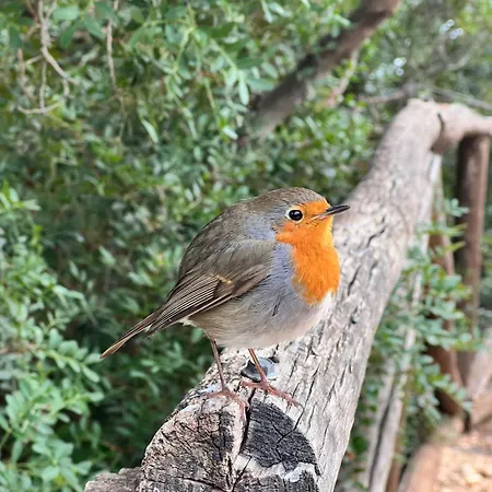 Casa Su Romasinarzu - Iun S3816 Cala Gonone